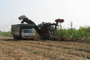 Sugar Cane Harvest in Khon Kaen