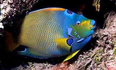 Marine Angelfishes: Interesting Facts about Angelfish