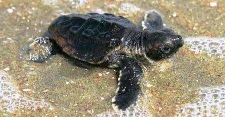 Rewarding Ways To Protect Sea Turtles From Extinction