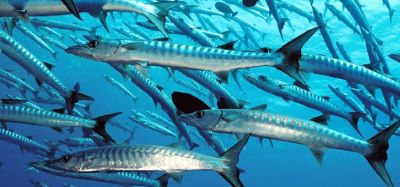 Barracuda [Sphyraena] is a large pike-like torpedo shaped fish 