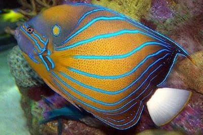 Blue Ring Angelfish Interesting Facts and Information