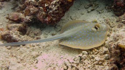 Blue Spotted Stingray at Hin Pee Wee Dive Site Koh Tao