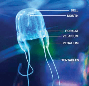 Cubozoan Anatomy: Box Jellyfish Sting Symptoms and Treatment