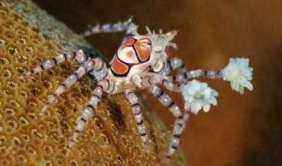 Crab Species Fun Facts and Information with Pictures