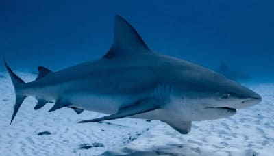 Bull Shark Reproduction | When is Bull Sharks Mating Season?