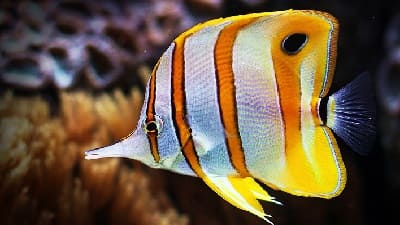 Butterfly Fish Facts and Species Information with Pictures
