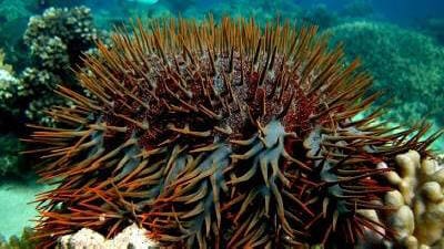 Crown of Thorns Starfish Sting Symptoms and Treatment