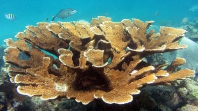 Interesting Facts and Information about Elkhorn Coral