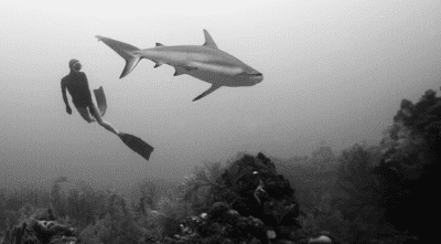 5 Freediving Tips for Shark Encounters