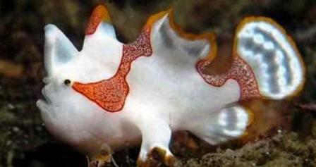 Frogfish [Anglerfish] Facts and Information