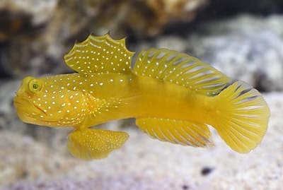 Interesting Facts about the Yellow Watchman Goby Fish