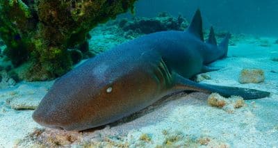 Nurse Shark Interesting Facts and Information with Pictures