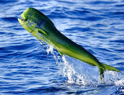 Mahi Mahi Fish Facts and Information with Pictures
