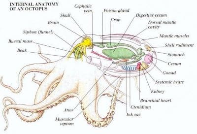 Octopus Anatomy Facts and Information with Pictures