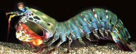 Peacock Mantis Shrimp Facts and Information