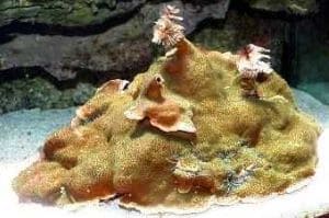 Interesting Facts about Branched Finger Coral Porites