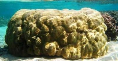 Porites lutea: Finger Coral Facts and Information with Species Examples