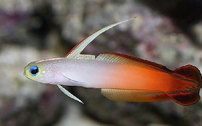 Fire Goby at Nusa Lembongan Dive Sites in Bali, Indonesia