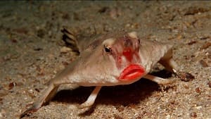 Red-Lipped Batfish (Ogcocephalus darwini)