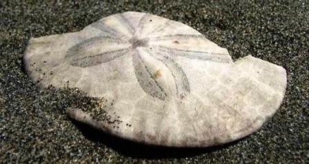 Sand Dollar Facts and Information