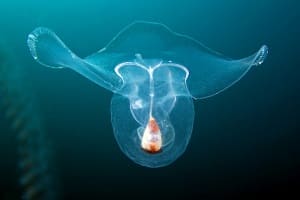 Sea Butterfly Facts and Species Information with Pictures