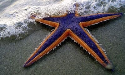 Echinoderm Facts and Species Information with Examples