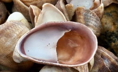 Slipper Shell Snail Facts: Information about Genus Crepidula