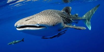 Whale Shark Facts and Interesting Information with Pictures