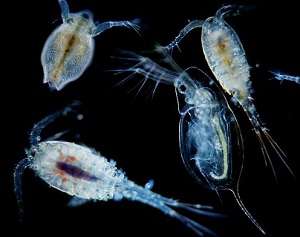 Fun and interesting facts about zooplankton.