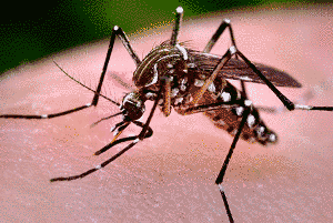 Dengue Fever Thailand Mosquito Borne Illness Guide