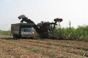 Sugar Cane Harvest in Khon Kaen