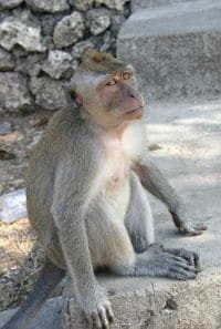 Macaque Monkeys at Monkey Mountain Chonburi