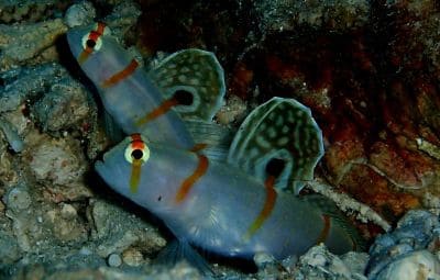 Interesting Facts about Randall's Prawn Goby Fish