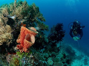 Scuba Diving in Andaman and Nicobar Islands, India.
