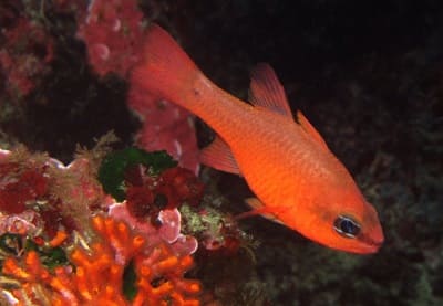 Mediterranean Cardinalfish Facts and Information with Pictures