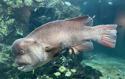 Asian Sheepshead Wrasse Facts and Species Information with Pictures.