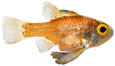 Conchfish (Astrapogon stellatus) Fun Facts and Information.