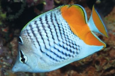 Atoll Butterflyfish at Haad Salad Dive Site Koh Phangan