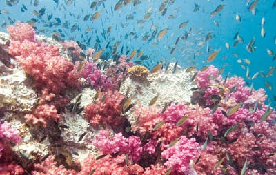 AWARE - การรับรองพิเศษการอนุรักษ์แนวปะการังในพัทยา ประเทศไทย