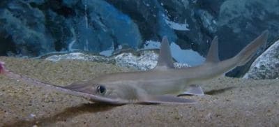 Bahamas Sawshark (Pristiophorus schroederi)