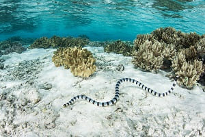 Sea Snakes Facts and Species Information with Pictures