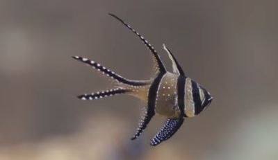 Interesting Facts about Banggai Cardinalfish (Pterapogon kauderni)