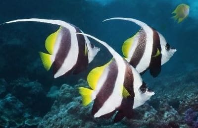 Schooling Bannerfish at The Underwater Museum Dive Site, Khao Lak.