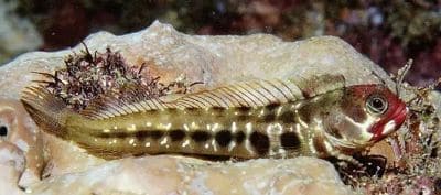 Tube Blennies Facts and Information (Chaenopsidae)