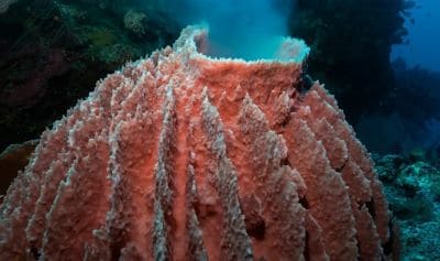 Sea Sponges Facts and Species Information