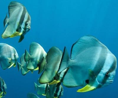 Orbicular Batfish: Fun and Interesting Facts about Batfishes