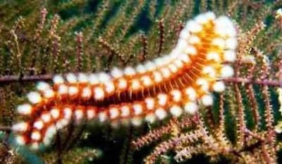 A Picture of a Bearded Fireworm