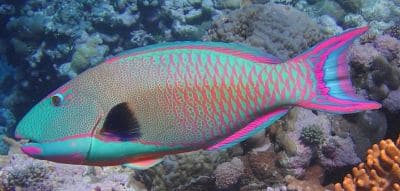 ข้อเท็จจริงที่น่าสนใจเกี่ยวกับปลาปากนกแก้วสองสี (Cetoscarus bicolor).