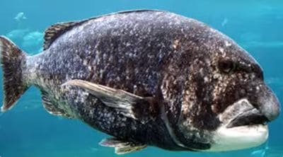 Black Musselcracker Seabream Facts (Cymatoceps nasutus)