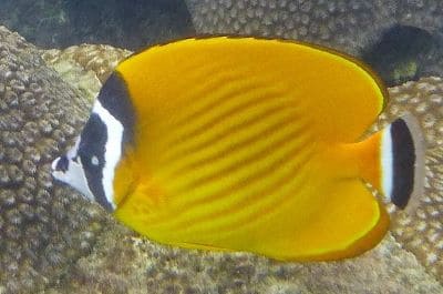 Blackcap butterflyfish (Chaetodon wiebeli) at Koh Tao Shark Island Dive Site, Thailand